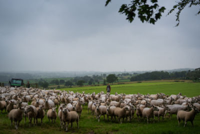 Sheep 2